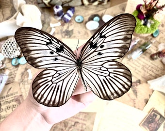 Idea Leuconoe Obscura black white rice paper butterfly Indonesia