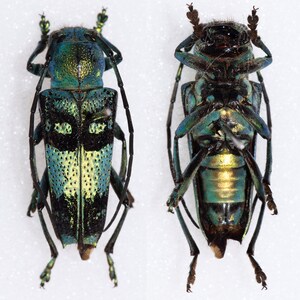 May include: Two green and black beetles with long antennae. The beetles have a metallic sheen and are mounted on a white background.