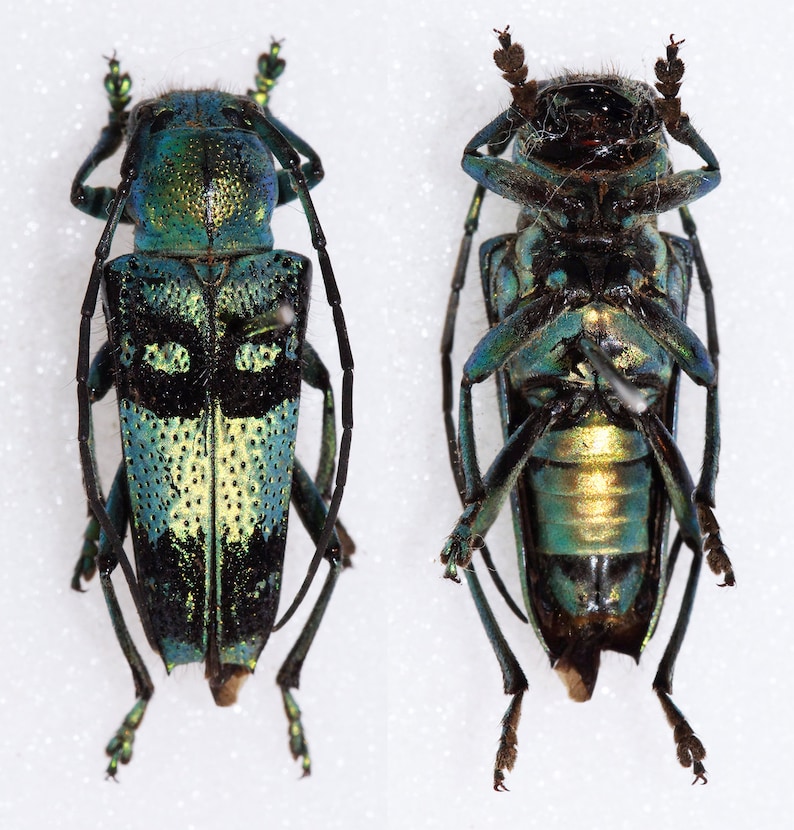 May include: Two green and black beetles with long antennae. The beetles have a metallic sheen and are mounted on a white background.
