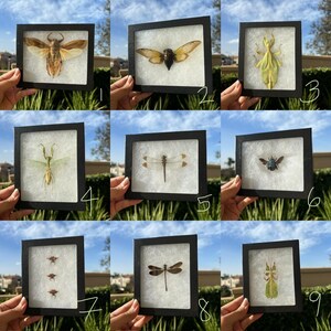 May include: Nine framed insect specimens, including a cicada, mantis, dragonfly, and beetle, displayed in black frames with white mounts. The frames are numbered 1 through 9.