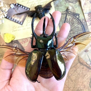Chalcosoma atlas keyboh (Sumatra) +70-75mm, +50~+55mm,  UNMOUNTED LARGE Chalcosoma atlas keyboh,  rhinoceros beetle, Indonesia