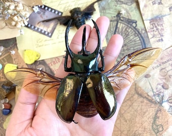 Chalcosoma atlas keyboh (Sumatra) +70-75mm, +50~+55mm,  UNMOUNTED LARGE Chalcosoma atlas keyboh,  rhinoceros beetle, Indonesia