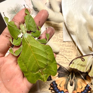 FEMALE Phyllium pulchrifolium, Real walking leaf stick bug green indonesian leaf mimic insect, Entomology, Insect art, spread and mounted