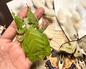 FEMALE Phyllium pulchrifolium, Real walking leaf stick bug green indonesian leaf mimic insect, Entomology, Insect art, spread and mounted