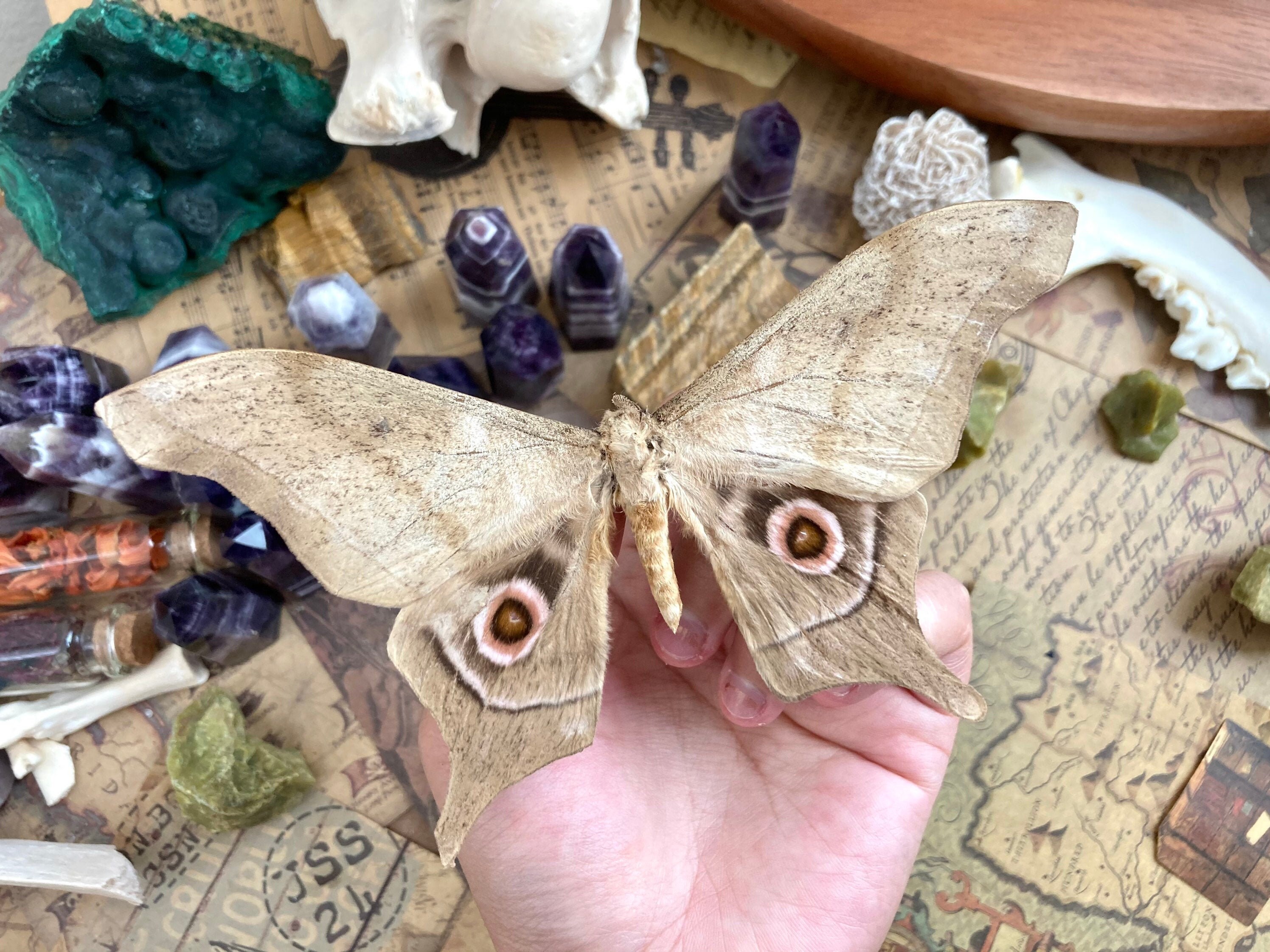 Imbrasia Truncata Moth Real Moth Specimen Large Moths Etsy