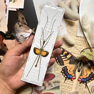 May include: A white card with a stick insect pinned to it. The insect has long, thin legs and a yellow and brown body. The card is surrounded by vintage paper and other insect specimens.