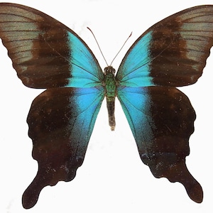 Papilio Peranthus Adamantius, UNA mariposa real cola de golondrina verde Indonesia, entomología, insecto real, mariposa real, mariposa azul