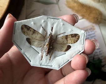 Dichoptera Nasuta, Saltamontes, insecto real, Arte de insectos, Entomología, Mosca linterna