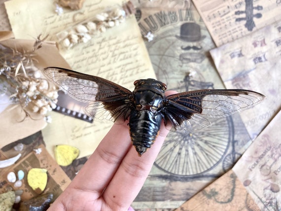 Cryptotympana Aquila, Giant Batwing Cicada, Large Black Thai
