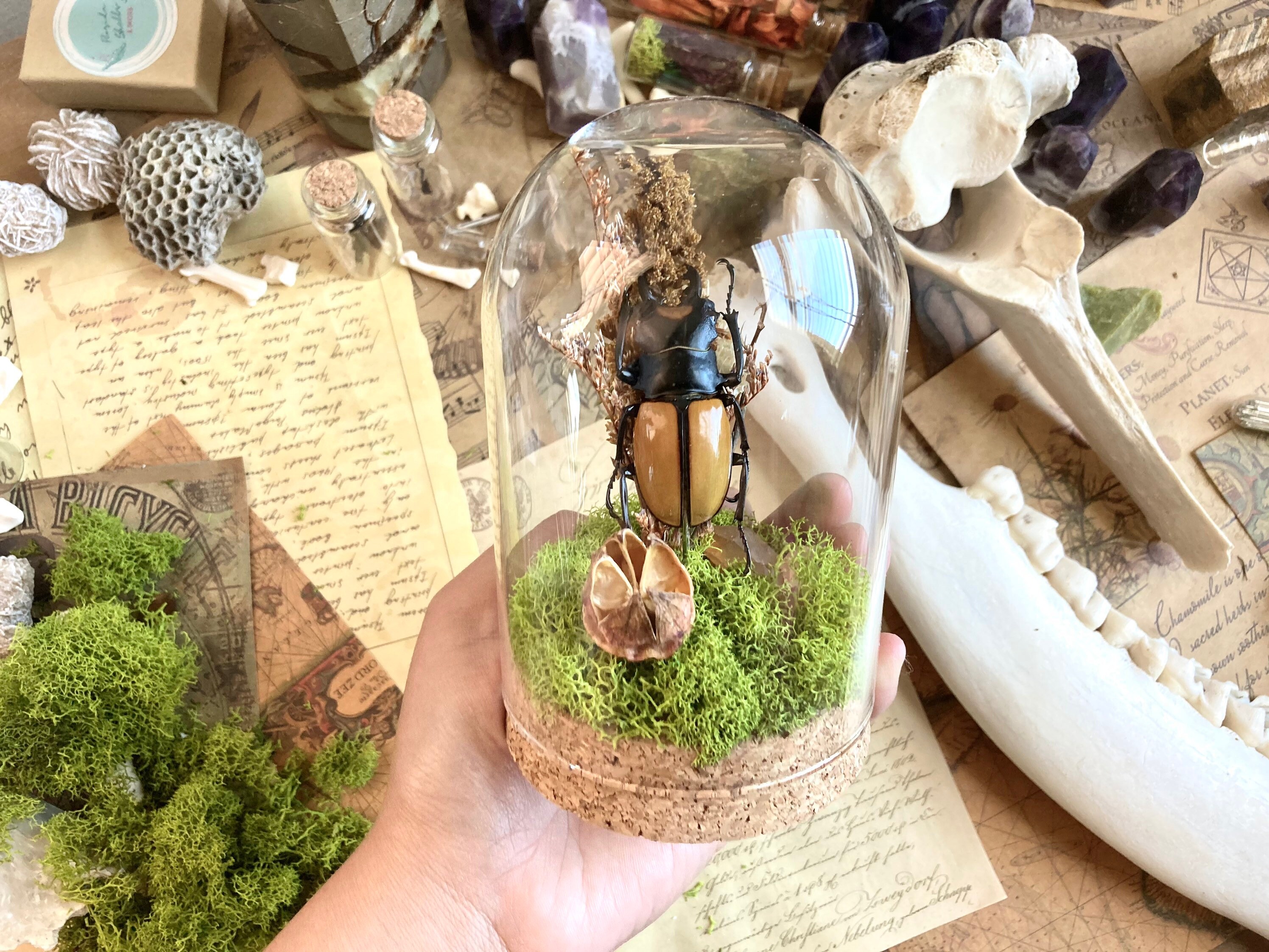 Beetle Glass Terrarium Display Real Beetle Terrarium Insect Etsy