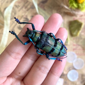 May include: A detailed view of a vibrant, iridescent beetle with a green and black patterned shell and blue legs and antennae. The beetle is held in a hand, showcasing its intricate details and natural beauty. The insect's body has a textured appearance.