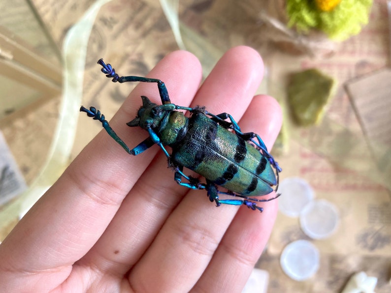 May include: A detailed view of a vibrant, iridescent beetle with a green and black patterned shell and blue legs and antennae. The beetle is held in a hand, showcasing its intricate details and natural beauty. The insect's body has a textured appearance.
