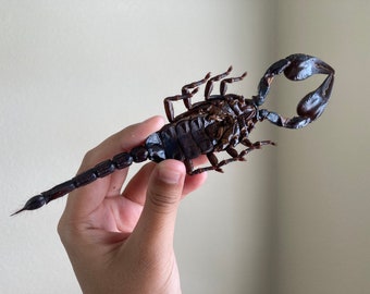 Heterometrus Laoticus Giant Emperor Scorpion, Thailand, Giant