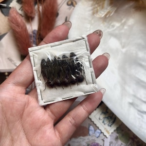 May include: A small, white, square package containing several dark insects, possibly beetles, is held in a hand. The insects are visible through a clear plastic covering. The background includes dried flowers and a seashell.