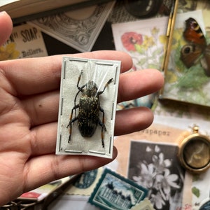 Sphingnotus dunningi, Beetle, Entomology, Insect art, Spread and ready for your projects