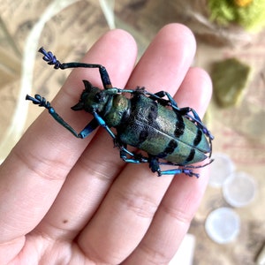 May include: A detailed image of a longhorn beetle, showcasing a vibrant mix of colors. The beetle's body is primarily green with black markings, complemented by blue accents on its legs and antennae. The insect is held in a hand, with other objects in the background.