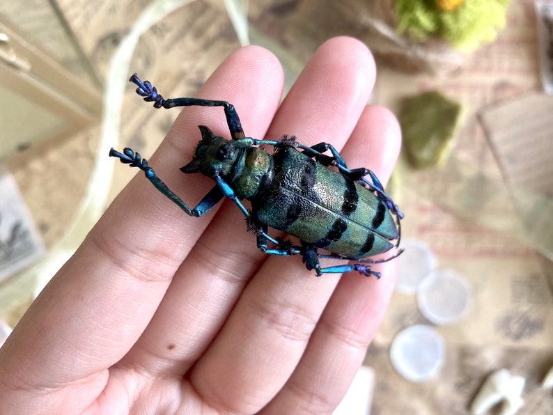 May include: A detailed image of a longhorn beetle, showcasing a vibrant mix of colors. The beetle's body is primarily green with black markings, complemented by blue accents on its legs and antennae. The insect is held in a hand, with other objects in the background.