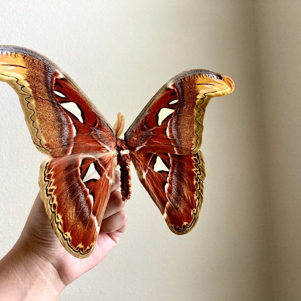 Attacus Atlas Moth Papered Specimen MALE and FEMALE spcimens, Real Snake Head Moth Entomology, Giant Moth, Science Unmounted Specimen