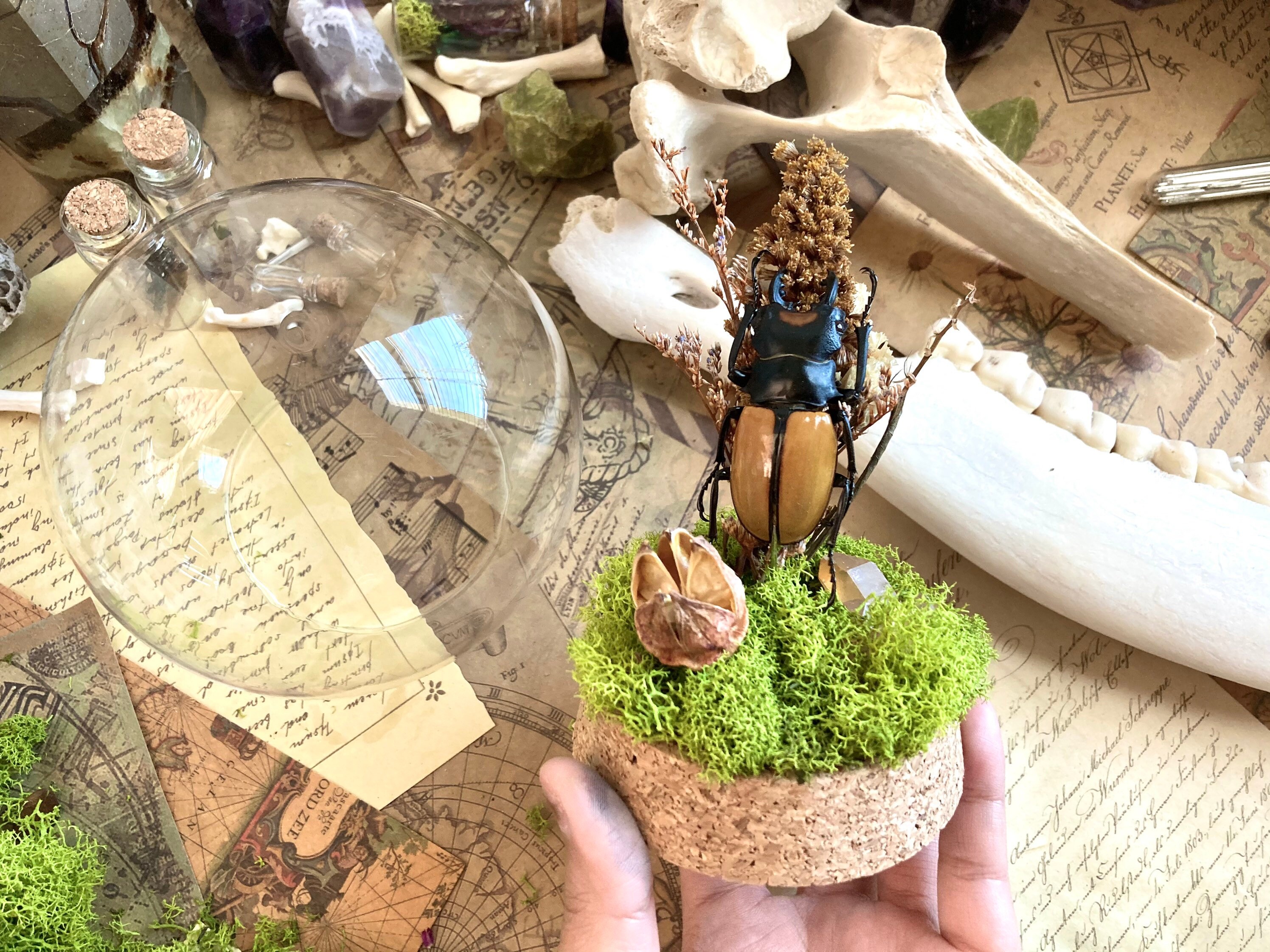 Beetle Glass Terrarium Display Real Beetle Terrarium Insect Etsy