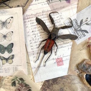 May include: A vintage-style image featuring a collection of dried insects, including a large, brown beetle with red markings, a praying mantis, and several butterflies. The insects are arranged on a background of old paper and fabric, with handwritten text and a vintage stamp visible.