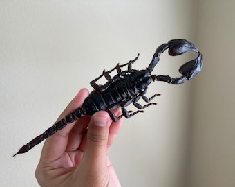Heterometrus Laoticus Giant Emperor Scorpion, Thailand, Giant