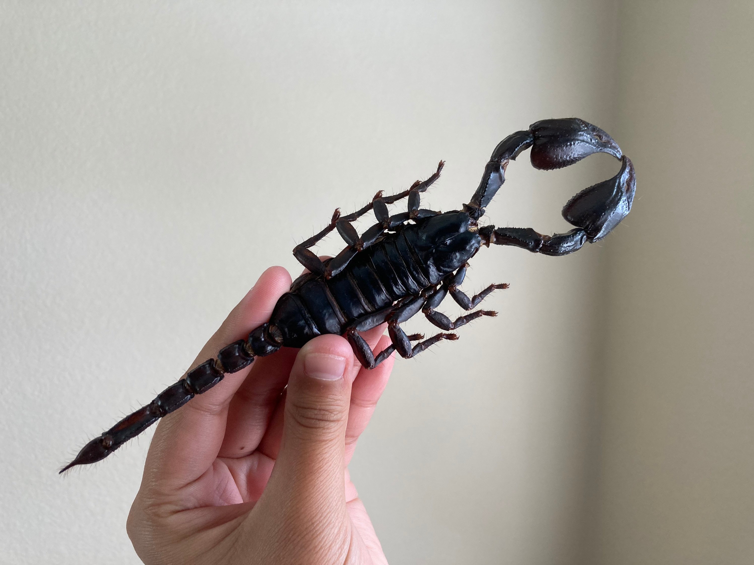 Heterometrus Laoticus Giant Emperor Scorpion, Thailand, Giant