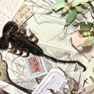 Puede incluir: Un collage de efímeras vintage con un escorpión seco, un insecto seco y varias ilustraciones botánicas. El collage incluye un sello con la palabra "ITALIA" y una etiqueta con el texto "Through each chartered street, midnight streets I hear, London, 802".