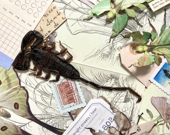 Banded flat rock scorpion, Hadogenes paucidens, Real Scoripion, Unmounted, Insect Oddity, Taxidermy, Real Insect, Arachnid