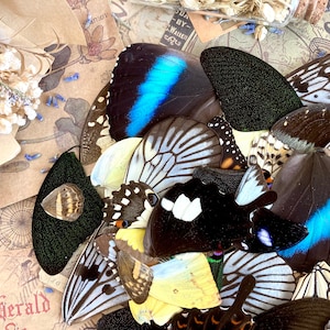 100 Butterfly Wings, A Grade Real Butterfly Wings, Wings for Crafts, Laminated Butterfly Wings, Real Insect Wings