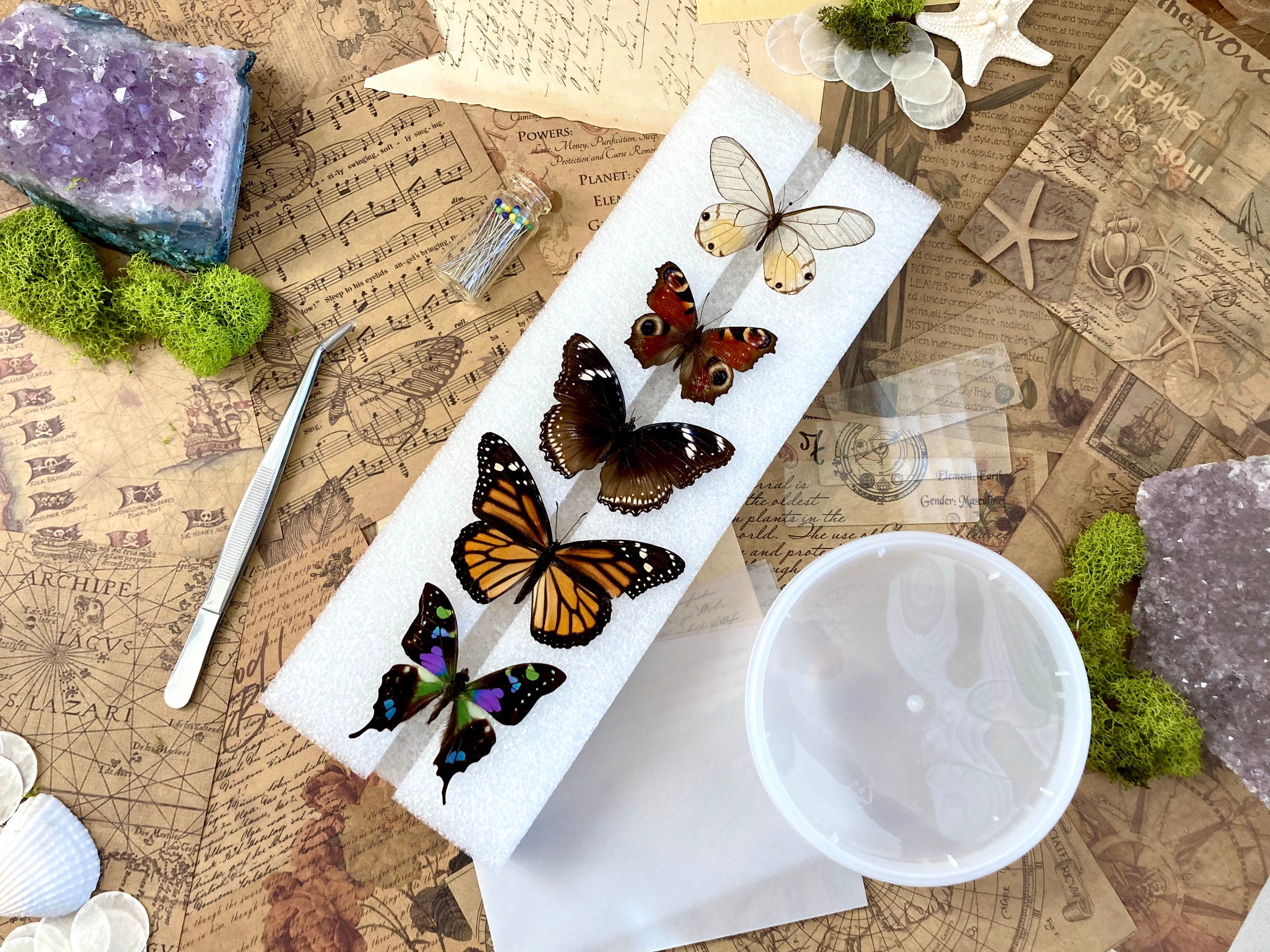 Complete Butterfly Mounting Kit Butterfly & Moth Spreading Etsy