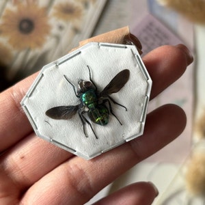Formosia Saturatissima, Tachinid flies, Wings Open, Entomology, Real insect, Large Fly, Insect art, Real insect, Ready to glue to projects
