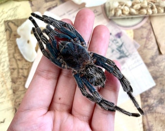 One bird eating spider from Peru Hapalotremus carabaya ,arachnid , for all your taxidermy art projects