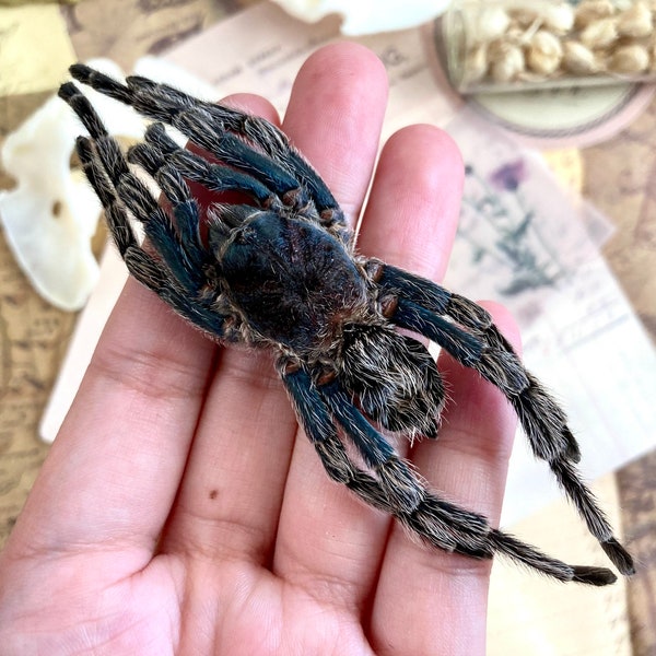 One bird eating spider from Peru Hapalotremus carabaya ,arachnid , for all your taxidermy art projects