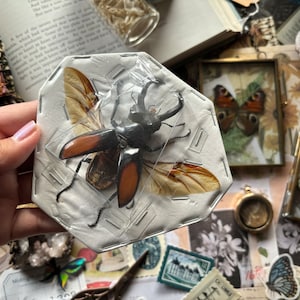 Wings Open Fighting giant stag beetle, Hexarthrius Parryi, Large Beetle, Horned Beetle, Entomology, Real Insect, Insect art