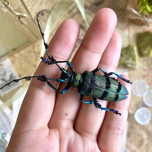 May include: A vibrant, iridescent beetle with a green and black striped body and long antennae. The beetle's legs and antennae have blue accents. The insect is held in a hand, showcasing its intricate details and natural beauty.