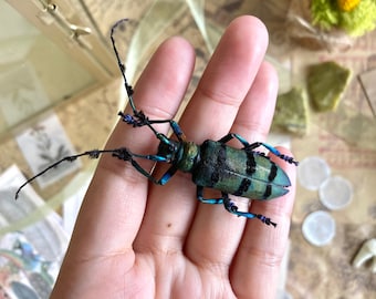 Escarabajo longicornio grande, Diastocera wallichi, escarabajo de vientre rojo, arte de escarabajos, entomología, insecto real, taxidermia de insectos