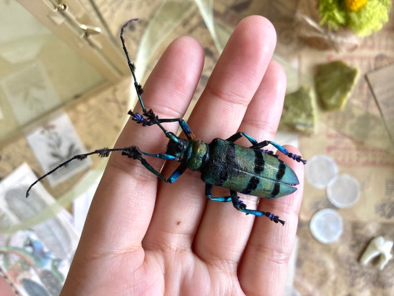 Large Longhorned Beetle, Diastocera wallichi, Red Under Belly Beetle, Beetle Art, Entomology, Real Insect, Insect Taxidermy