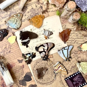 Lot of 10 Mixed Butterflies - Real Unmounted Butterflies Entomology Craft Real Insect Papered Specimen
