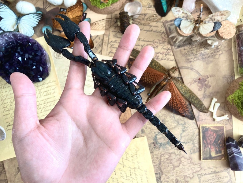 LARGE Heterometrus cyaneus, One Real Giant Indonesian forest scorpion, entomology, taxidermy, art craft, real scorpion image 1