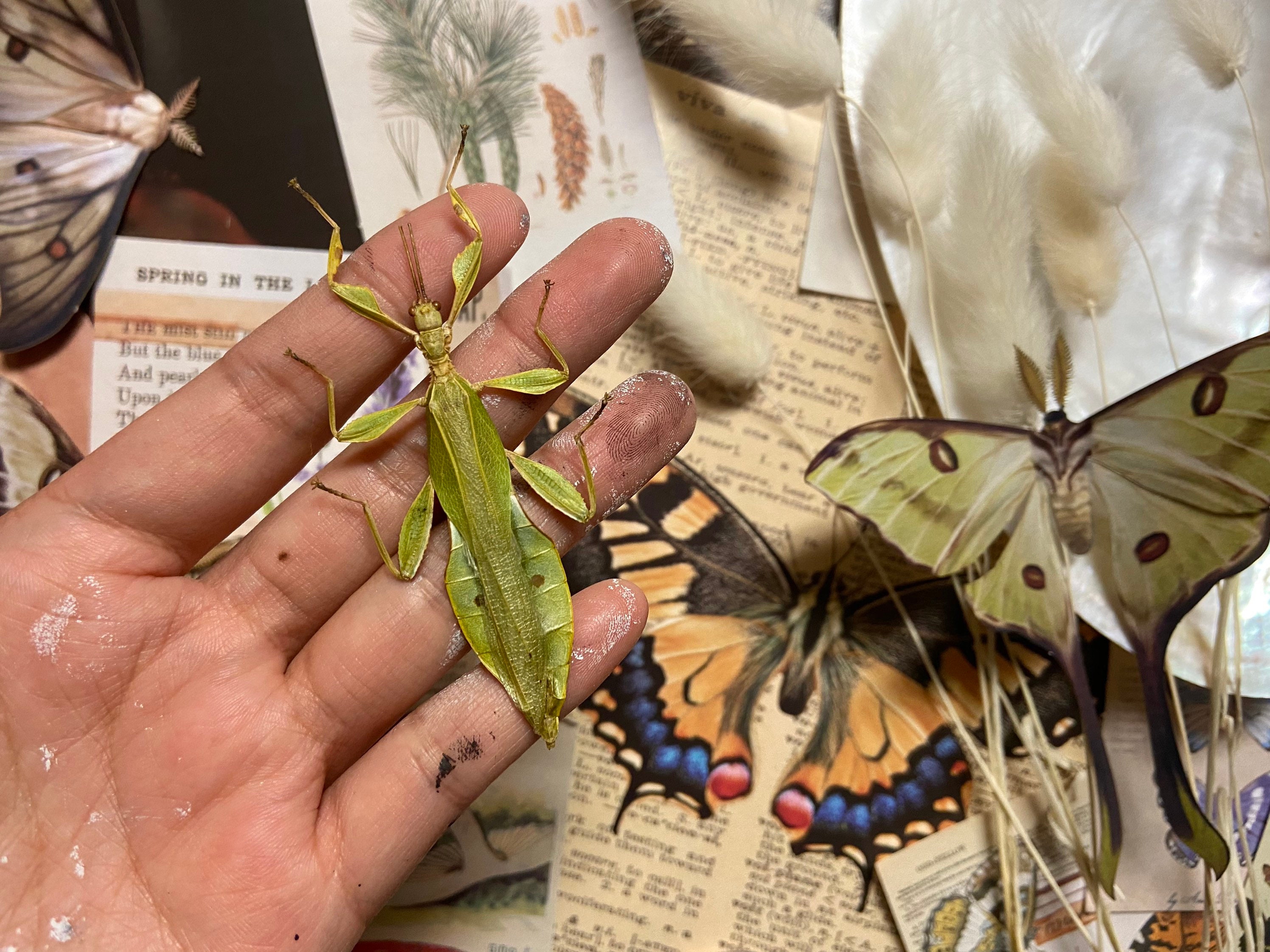 Bramble Leaf Insect, Phyllium Tobeloense Bhaskarai (M), Real Walking ...