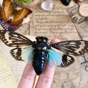 May include: A preserved cicada with black, brown, and white wings. The wings have a translucent, iridescent blue hue. The cicada is held by a finger.