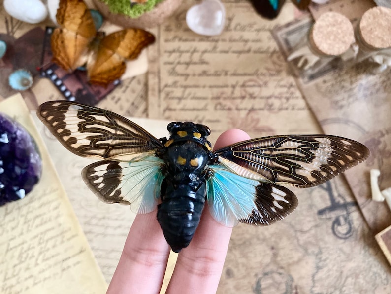 May include: A preserved cicada with black, brown, and white wings. The wings have a translucent, iridescent blue hue. The cicada is held by a finger.