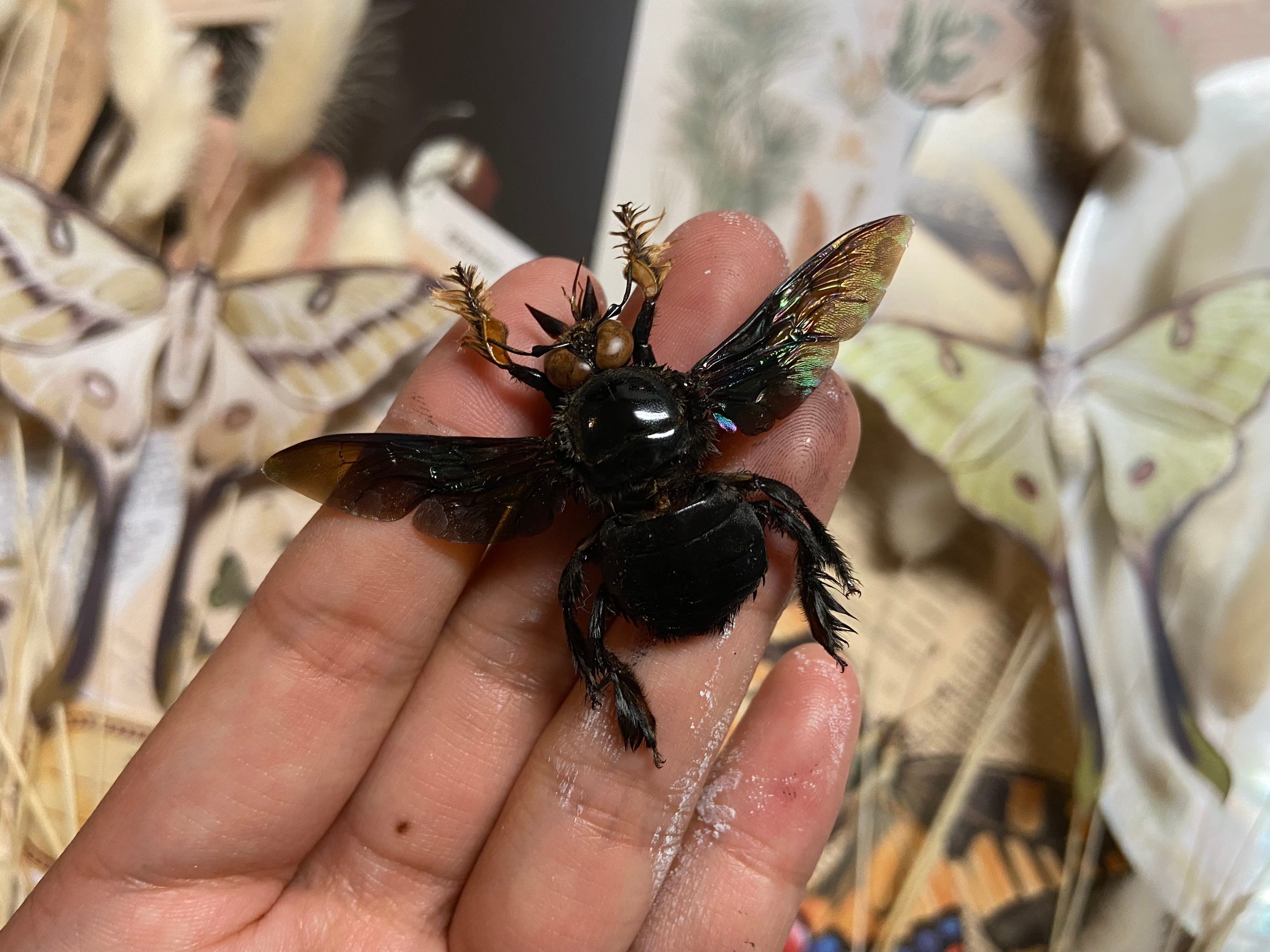Male Tropical Carpenter Bee, Xylocopa Latipes, Black Bee, Bee