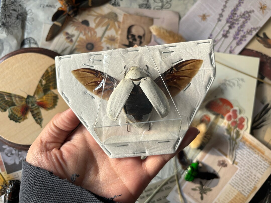 Spread Open Wing Lepidiota Stigma, White Melolonthidae Beetles ...