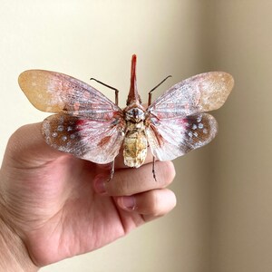 Pyrops Sultanus (spread), Lanternfly, Leaf Hopper, Entomology, Spread ...