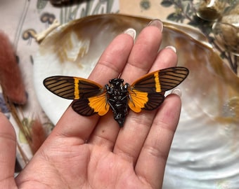 Becquartina Electa, Orange butterfly cicada, Entomology, Real insect, Bug specimen, Oddity, Curio, Science, Insect art, Real Cicada, Dried
