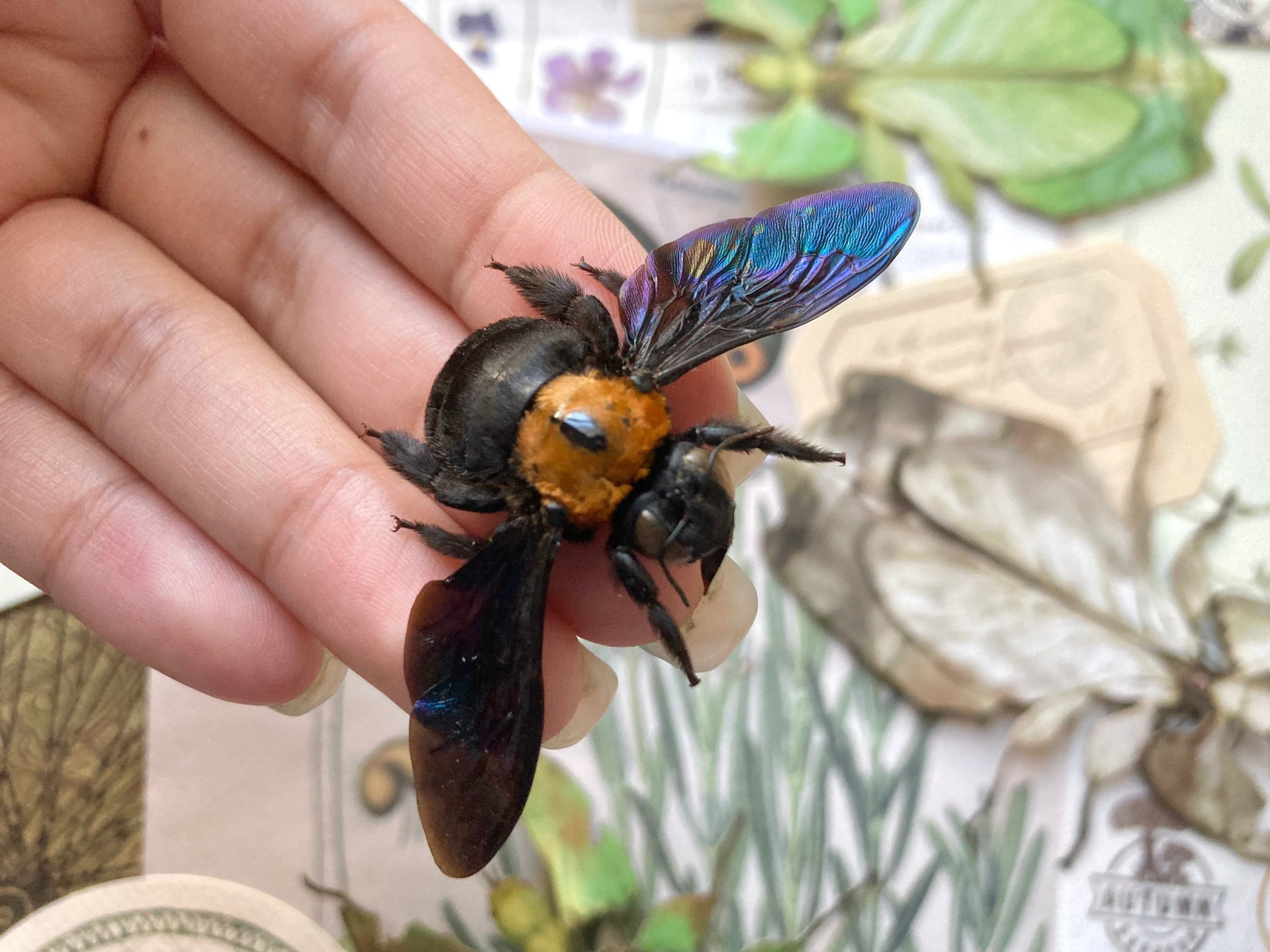 Black and Gold Bee, Xylocopa Confusa, Real Bee, Bumble Bee, Yellow