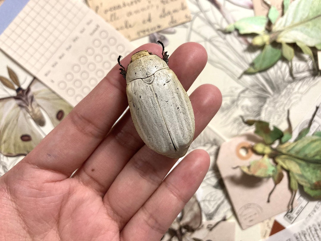 Lepidiota Stigma, White Melolonthidae Beetles, Lepidiota Stigma , for ...