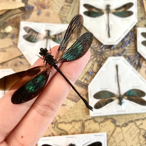 10 PACK WHOLESALE Euphaea variegata, Teal and Violet Glittering Damselfly, Real Dragonfly, spread and ready to mount