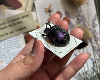 Enoplotrupes sharpi female purple scarab beetle Thailand